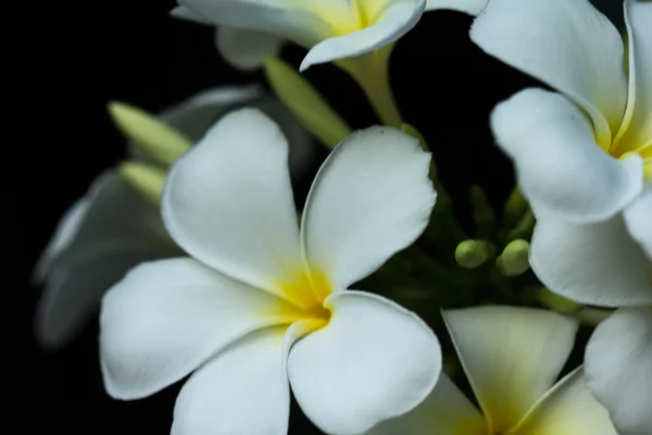 Weiße Pumaria — Stockfoto