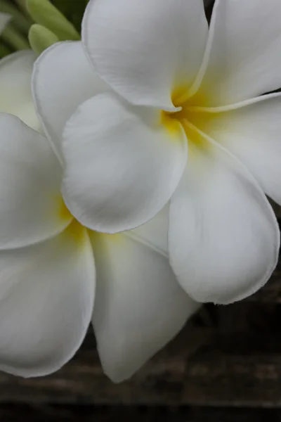 Pumaria bianca — Foto Stock