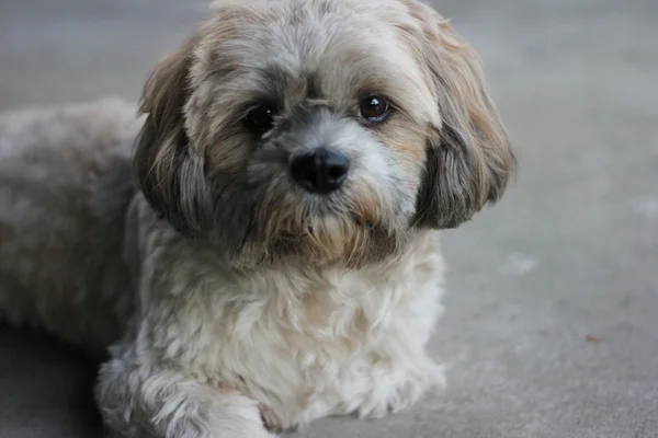 Shihtzu szczeniak — Zdjęcie stockowe