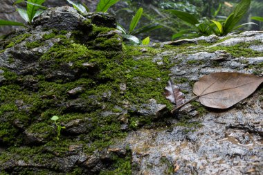 Yeşil eğrelti otu yaprağı