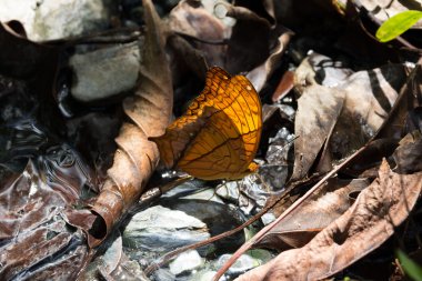 Doğadaki güzel Kelebek