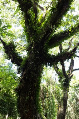 Yeşil eğrelti otu yaprağı 