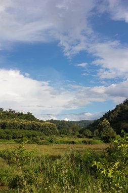 Mavi gökyüzünün altında bulutlu yeşil çayır