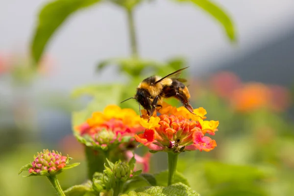 Hommel — Stockfoto