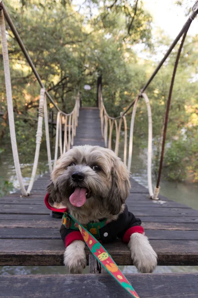 Собака на мосту — стоковое фото