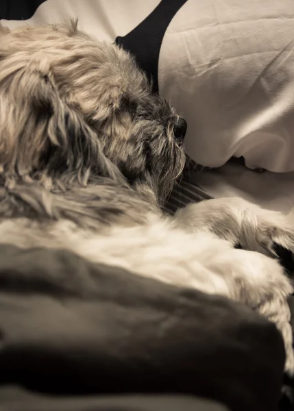 Cão dormir com cobertor — Fotografia de Stock
