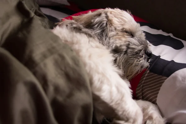 Σκύλος ύπνου με κουβέρτα — Φωτογραφία Αρχείου