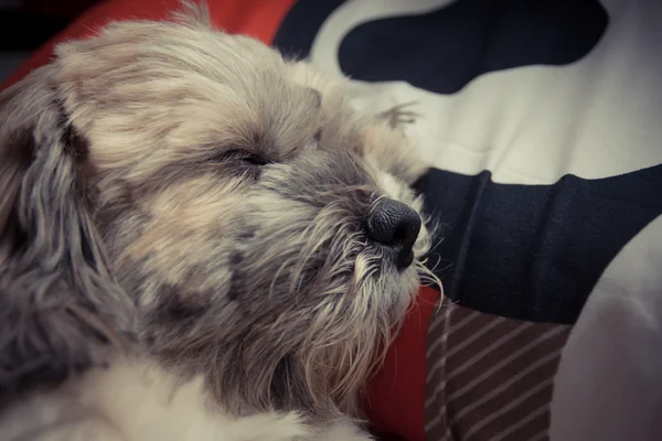 Собачий сон с одеялом — стоковое фото