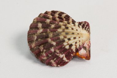 deniz kabuğu beyaz üzerine izole