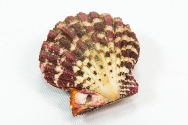 deniz kabuğu beyaz üzerine izole