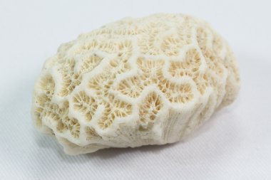 deniz kabuğu beyaz üzerine izole