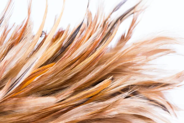 Feather duster — Stock Photo, Image