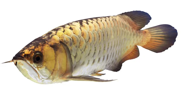 Arowana Pesce — Foto Stock