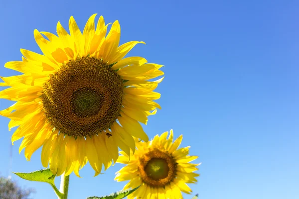 Fermer fleur de soleil avec ciel — Photo