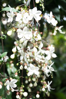 Clerodendrum çiçek