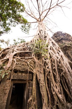  ta prohm Tapınağı