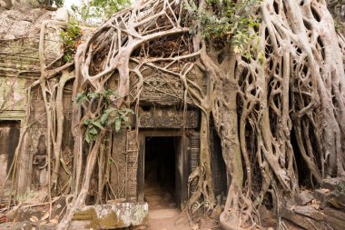  ta prohm Tapınağı