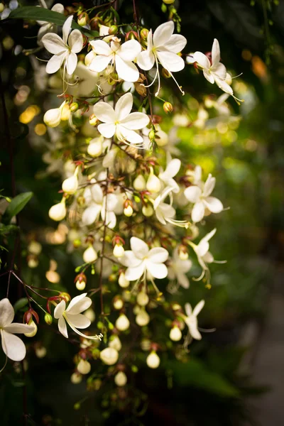 Clerodendrum çiçek — Stok fotoğraf
