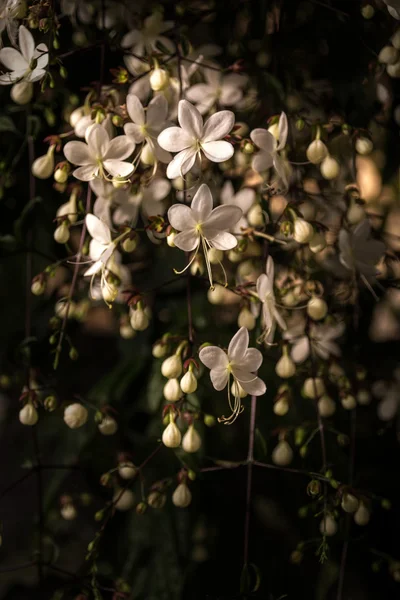 Квітка Clerodendrum — стокове фото
