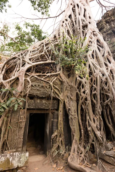 Ta prohm świątyni — Zdjęcie stockowe