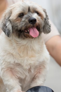 Bisiklet üzerinde oturan köpek