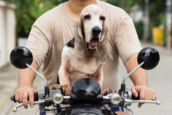 Bisiklet üzerinde oturan köpek