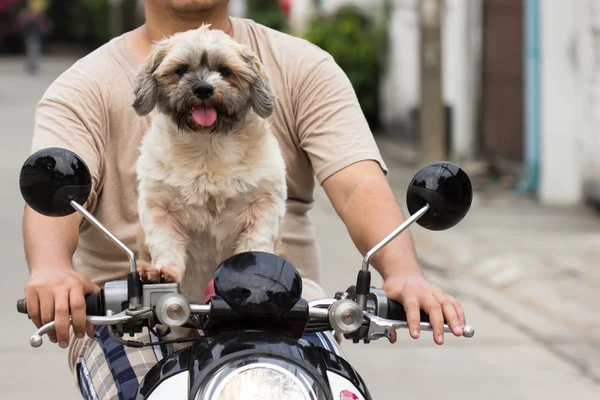 Собака сидит на велосипеде — стоковое фото