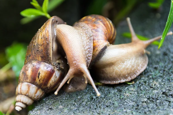 Cría de caracol —  Fotos de Stock