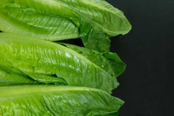 Cos lettuce — Stock Photo, Image