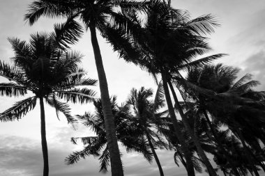 Hindistan cevizi ağacı