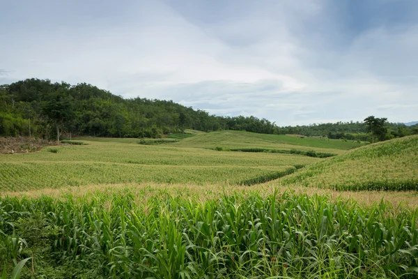 Maïs dans un champ — Photo