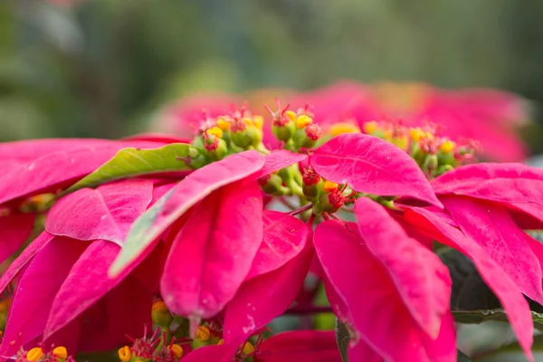 赤いクリスマスの花 — ストック写真