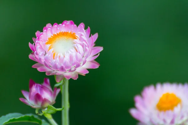 Wieczne słomy kwiat — Zdjęcie stockowe