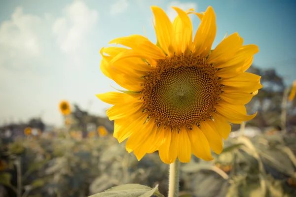 Gros plan tournesol — Photo