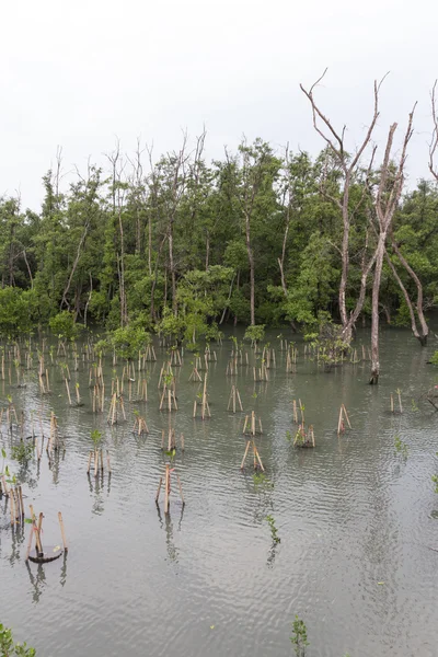 Parque florestal de manguezais — Fotografia de Stock