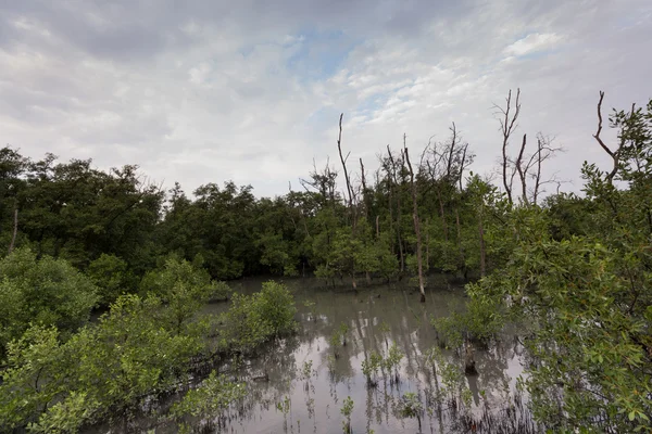Parque florestal de manguezais — Fotografia de Stock
