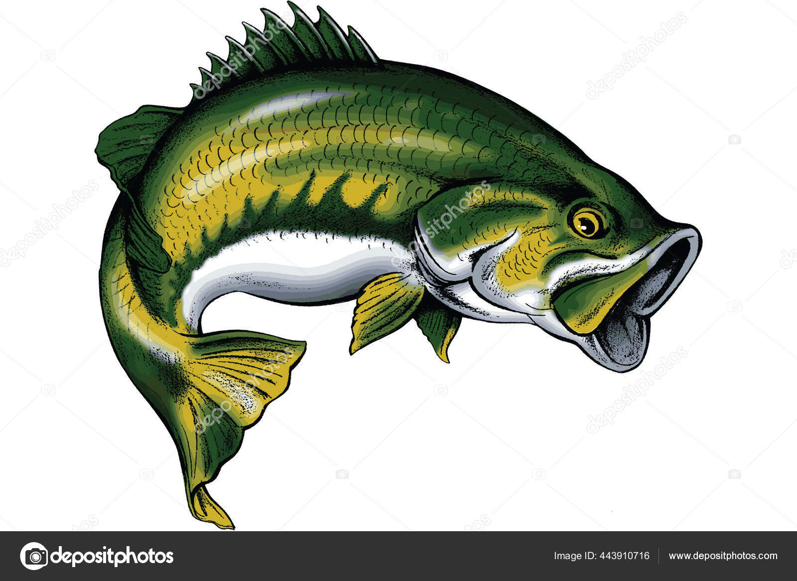 Largemouth Bass Jumping Water Stock Vector by ©JOHNDESIGN7483 443910716