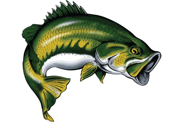 Largemouth Bas Springen Van Water — Stockvector