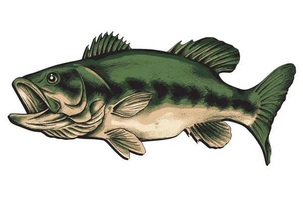 Largemouth Bass Vector Tekening — Stockvector