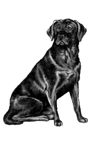 Vecteur Noir Labrador Sitting — Image vectorielle