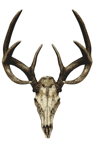 8分的鹿角头盖骨 — 图库矢量图片