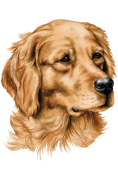 Golden Retriever Ilustração Formato Vetorial — Vetor de Stock