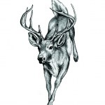 DEER ANTLERS — Stock Vector © JOHNDESIGN7483 #19099509