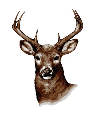 WHITETAIL DEER clipart