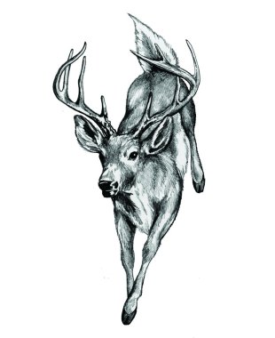 Whitetail Geyik illüstrasyon