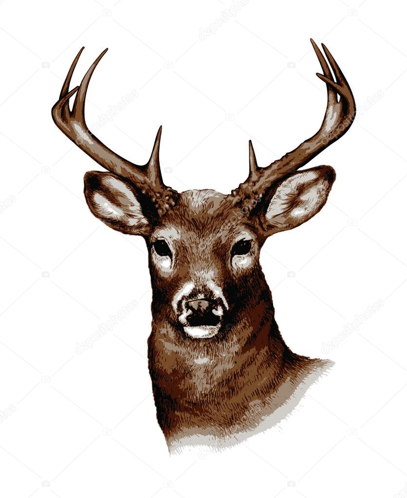 WHITETAIL DEER