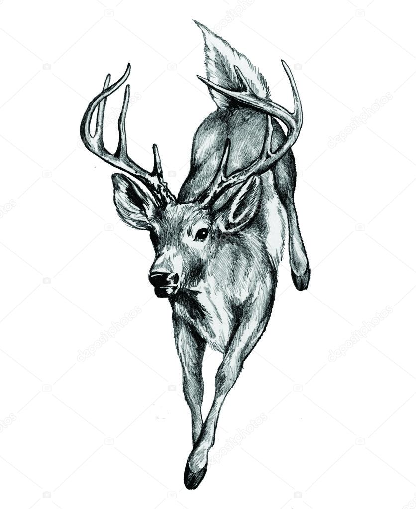 Whitetail Deer Antler Silhouette Pack Vector Download