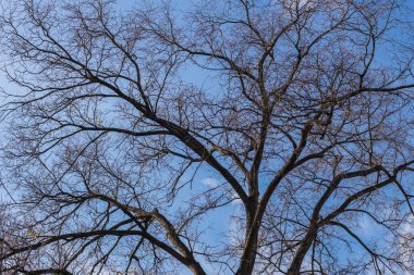 Neredeyse hiç yaprağı olmayan, açık bulutlu mavi gökyüzüne doğru yayılan bir ağacın tacı. Sonbaharda. Aşağıdan yukarıya bakıyor..