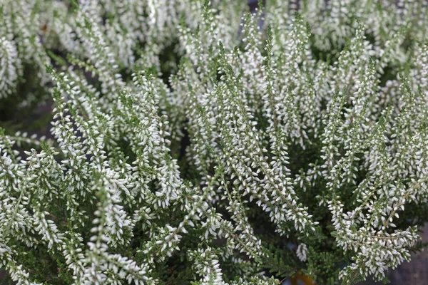 Calluna Vulgaris Beautiful Bright Heather Blooms Early Spring Official Floral — Stock Photo, Image