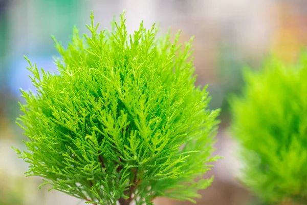 Thuja Δυτικό Smaragd Δενδρύλλιο Κωνοφόρα Δέντρα Κοντινό Πλάνο Ένα Θολό — Φωτογραφία Αρχείου